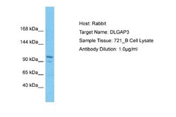 DLGAP3 Rabbit anti-Human, Polyclonal, Novus Biologicals 0.1 mL | Buy Online | Novus Biologicals | Fisher Scientific